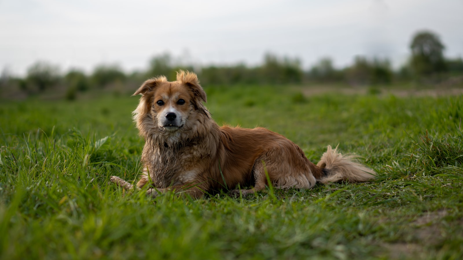Dog Skin Conditions and Allergies in Hayward: When Itching Means More Than a Minor Irritation